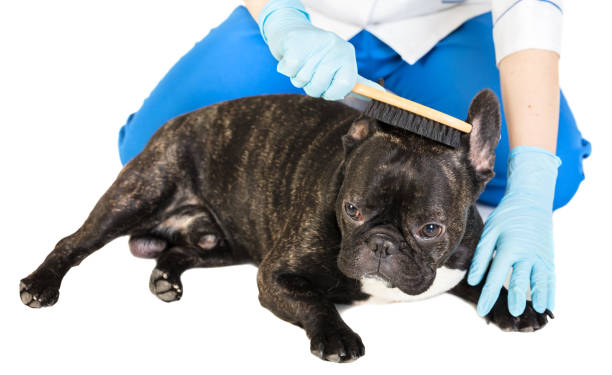 istock veterinarian combs the dog's fur 900587622