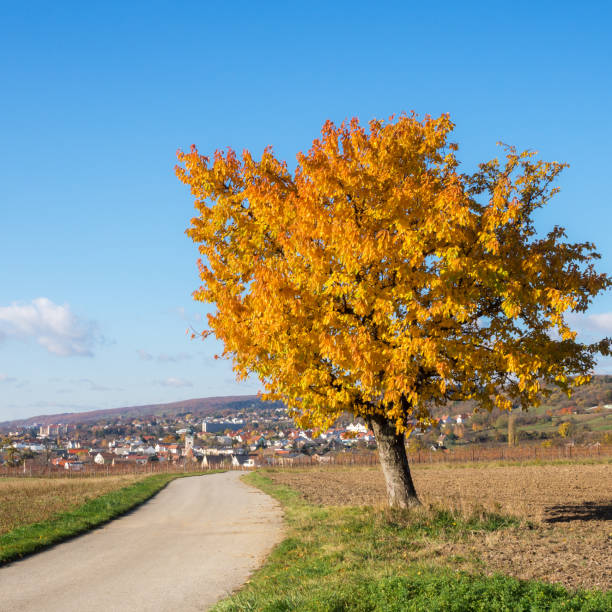 Dirt road with colorful autumn leaves in forest