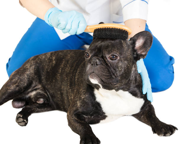 istock veterinarian combs the dog's fur 900587974