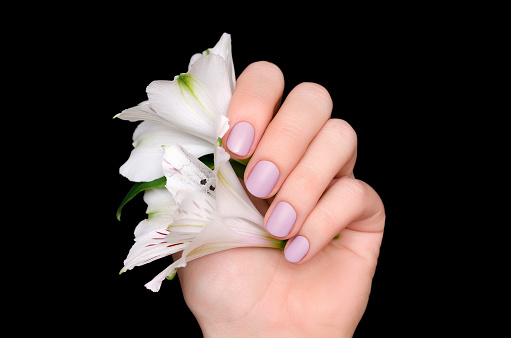 Beautiful female hand with light purple nail design, holding flowers. On black background.