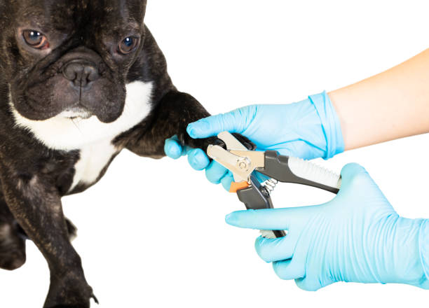 istock veterinarian cuts the dog's claws 900588934