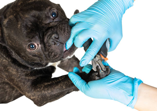 istock veterinarian cuts the dog's claws 900589076