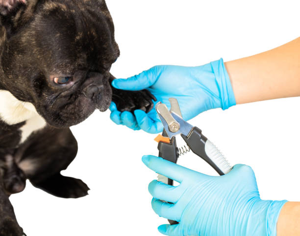 istock veterinarian cuts the dog's claws 900589186