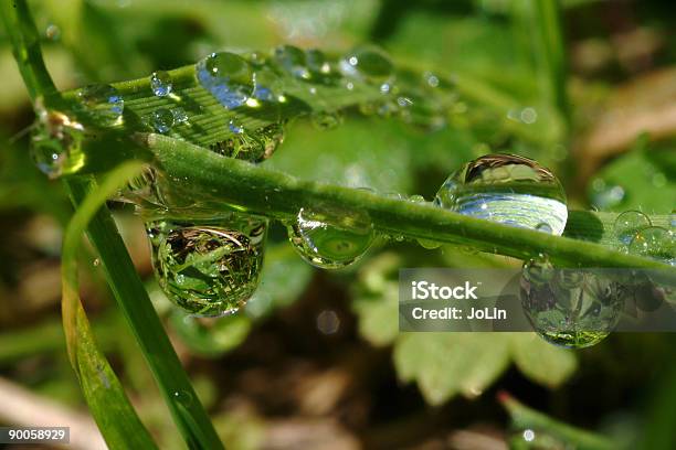 Gotas En Césped Foto de stock y más banco de imágenes de Agua - Agua, Aire libre, Bosque
