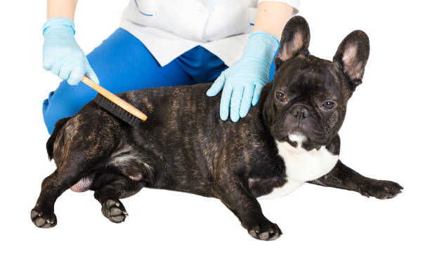 istock veterinarian combs the dog's fur 900591508