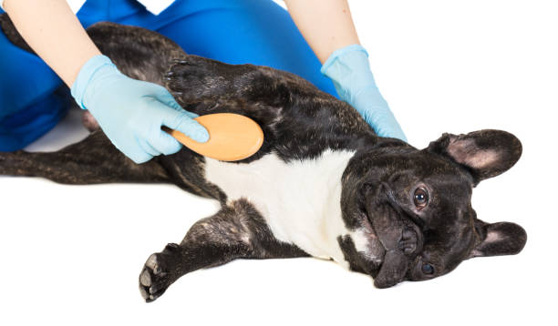 istock veterinarian combs the dog's fur 900591754