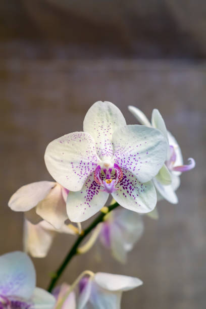 Foto de Flor De Orquídea Phalaenopsis Branca E Roxa Na Filial e mais fotos  de stock de Beleza - iStock