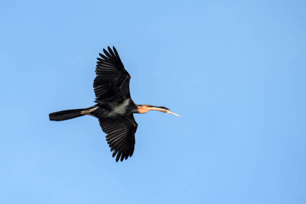 African darter Names: African darter, african snakebird


 akagera national park stock pictures, royalty-free photos & images