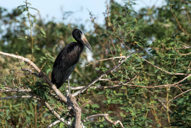 African openbill stork Names: African openbill stork, african openbill


 akagera national park stock pictures, royalty-free photos & images