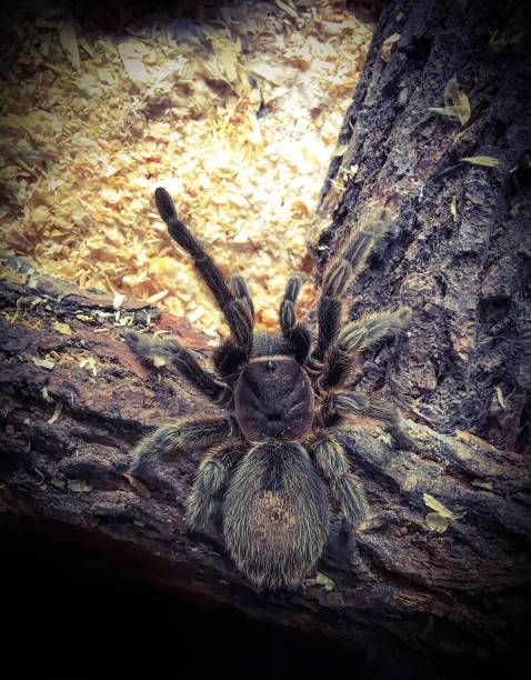 istock photo of tarantula 900593082