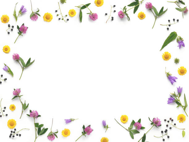 istock Composition pattern from plants, wild flowers and red berries, isolated on white background, flat lay, top view. 900593314