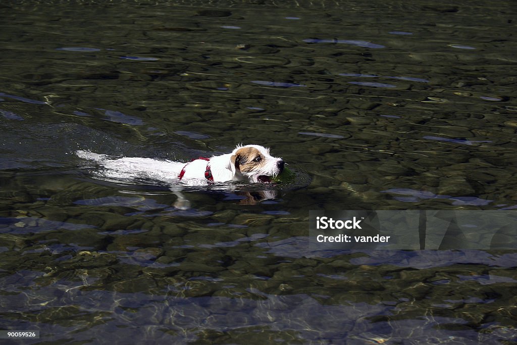 Terrier Jack Russell piscine - Photo de Natation libre de droits