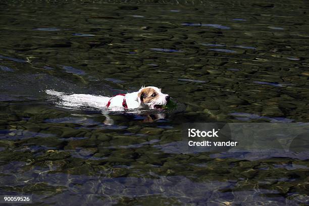 Jack Russell Terrier Nuoto - Fotografie stock e altre immagini di Nuoto - Nuoto, Racchetta da tennis da tavolo, Acqua