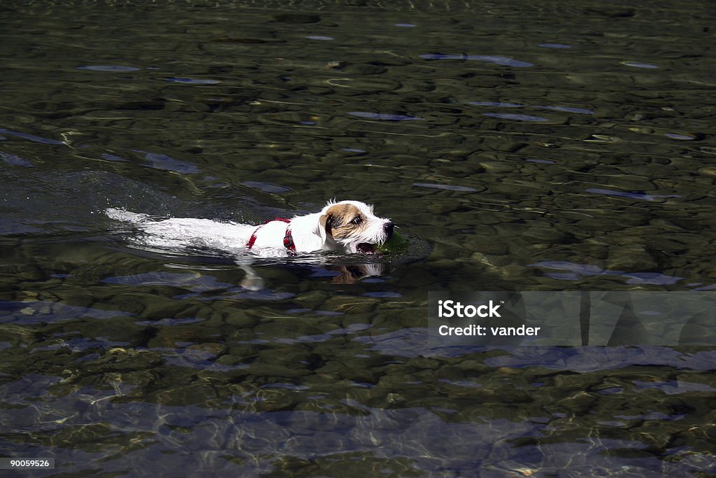 Jack Russell Terrier Natação - Royalty-free Nadar Foto de stock