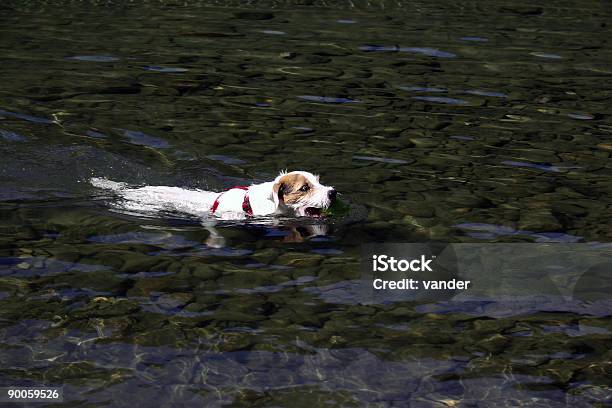 Jack Russell Terrier Natação - Fotografias de stock e mais imagens de Nadar - Nadar, Raquete de Pingue-Pongue, Ao Ar Livre