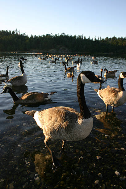 istock Gaggle of Geese 90059527