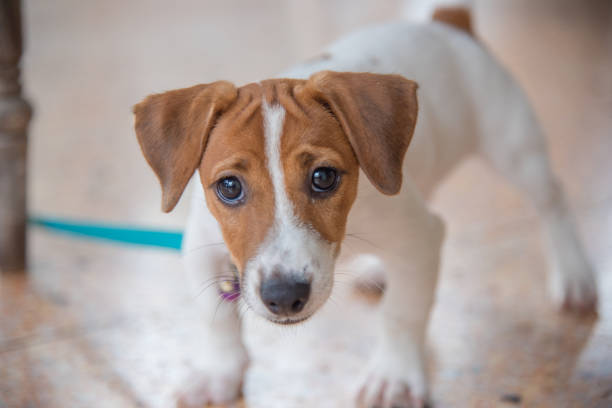 istock Little Jack Russell Terrier dog looking to camera 900595636