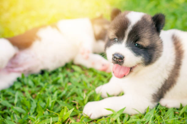 istock Dog bangkaew playing in morning grass field 900595654
