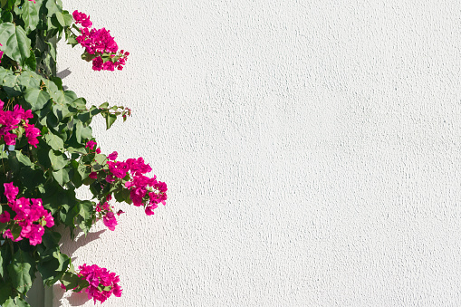 Bougainvillea border in front of the white wall