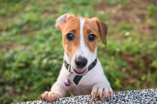 istock Little Jack Russell Terrier dog looking to camera 900596126