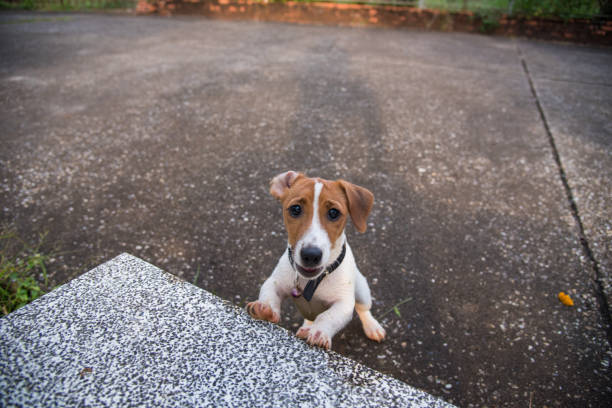 istock Little Jack Russell Terrier dog looking to camera 900596200