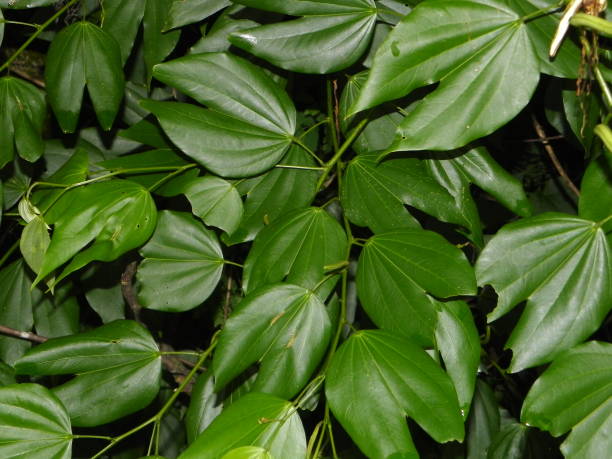 istock Cow-footed Bauhinia forficata 900600282