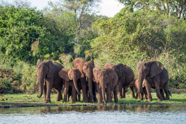 African bush elephant Names: African bush elephant, african savanna elephant


 akagera national park stock pictures, royalty-free photos & images