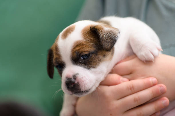 A very young jack russell terrier puppy dog held in the hands of a child. stock photo