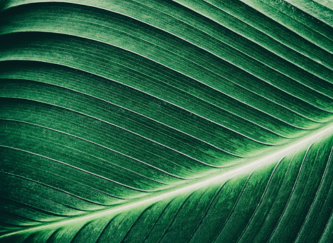 close-up of large palm leaf background