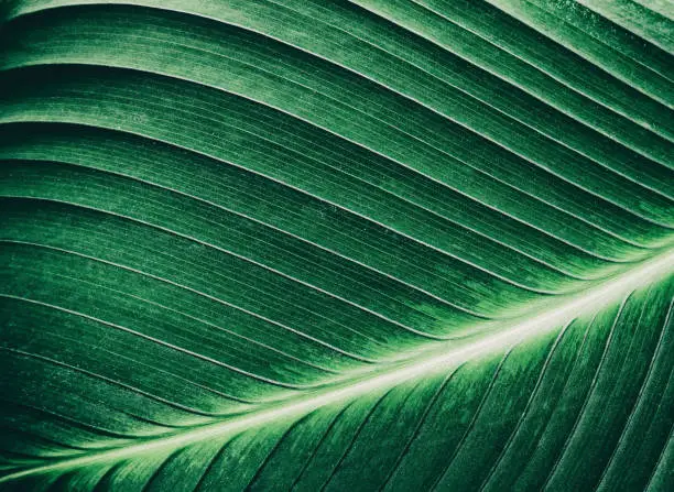 Photo of tropical palm leaf texture, dark green background