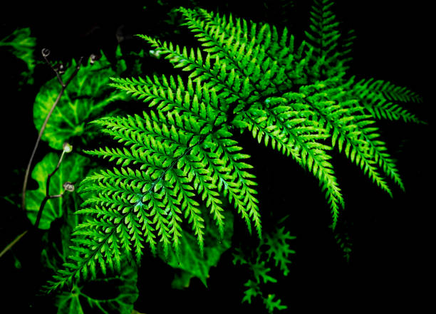 istock green fern leaf on dark background 900604422