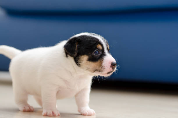 A very young jack russell terrier puppy dog is walking around the floor at home. stock photo