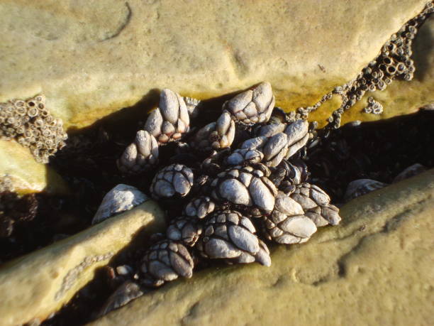 istock MARINE ANIMALS THAT LIVE FIXED IN THE ROCKS. 900606846