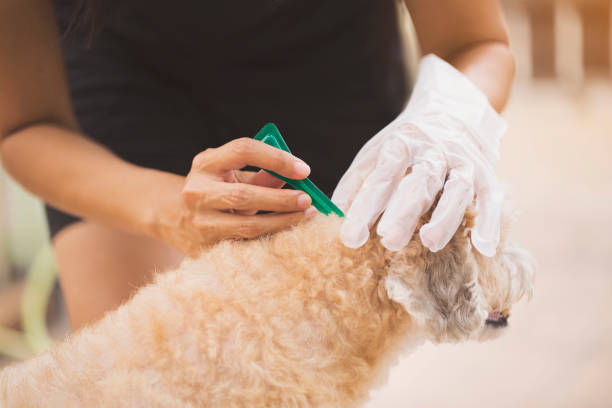 istock tick and flea prevention for a dog 900607746