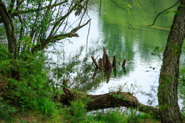 istock Cypress Knees in Green River 900607754