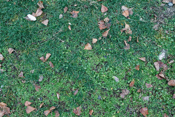 istock Fall leaves on green grass field, view from above, autumn background 900610844
