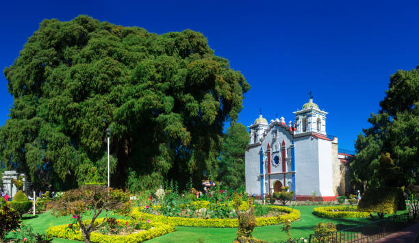 arbol del tule , drzewo cyprysowe montezuma w tule. oaxaca, meksyk - big cypress zdjęcia i obrazy z banku zdjęć