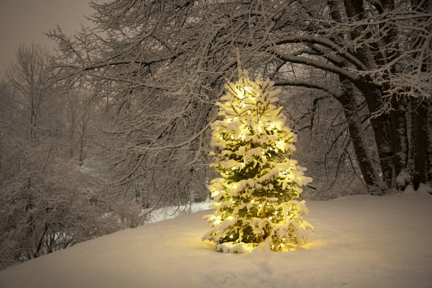 istock Christmas Tree with lights on outdoors after snowfall in Oslo, Norway 900611062