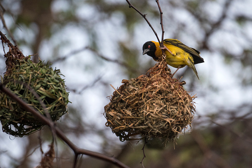 Name: Black headed weaver\n\n\n