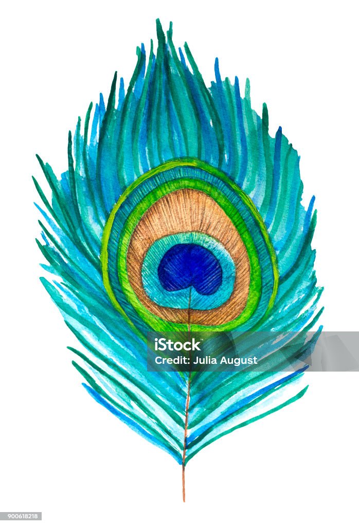 Single peacock feather, isolated. Symbol of renewal, resurrection, immortality, pure, innocent soul, love, elegance, beauty and royalty. Hand painted watercolor illustration on white background. Peacock stock illustration