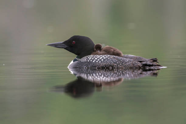 istock Common Loon chick riding on its mother's back 900618414