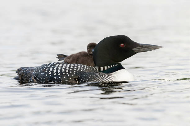 istock Common Loon chick stretching its foot on its mother's back 900618442