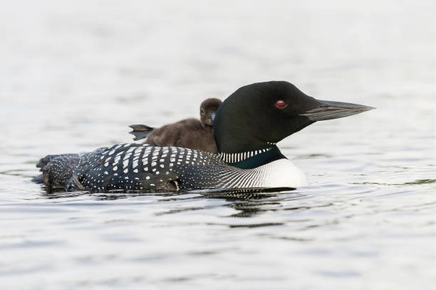 Common Loon chick stretching its foot on its mother's back A week-old Common Loon chick (Gavia immer) stretches its foot as it rides on its mother's back - Ontario, Canada common loon photos stock pictures, royalty-free photos & images