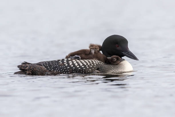 istock Common Loon chick stretching its foot on its mother's back 900618482