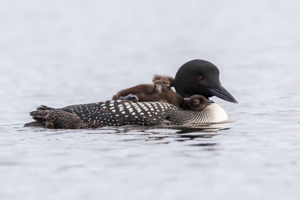 istock Common Loon chick stretching its foot on its mother's back 900618514