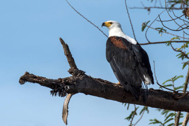 African fish eagle Names: African fish eagle, african sea eagle


 akagera national park stock pictures, royalty-free photos & images