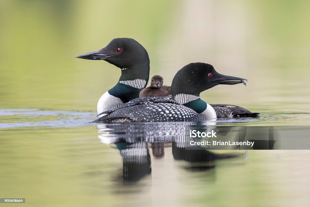 Common Loon chick riding on mother as father cruises past A week-old Common Loon chick (Gavia immer) rides on its mother's back as the father cruises past - Ontario, Canada Loon - Bird Stock Photo
