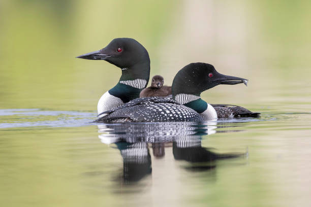 Common Loon chick riding on mother as father cruises past A week-old Common Loon chick (Gavia immer) rides on its mother's back as the father cruises past - Ontario, Canada loon bird stock pictures, royalty-free photos & images
