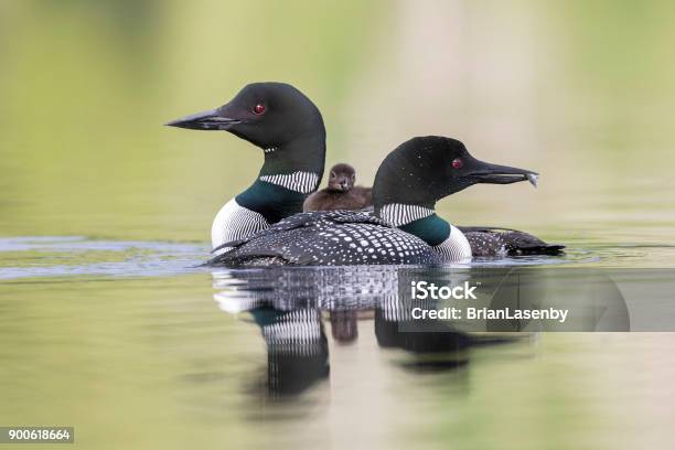 Common Loon Chick Riding On Mother As Father Cruises Past Stock Photo - Download Image Now