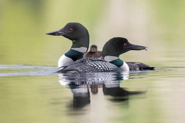 Photo of Common Loon chick riding on mother as father cruises past